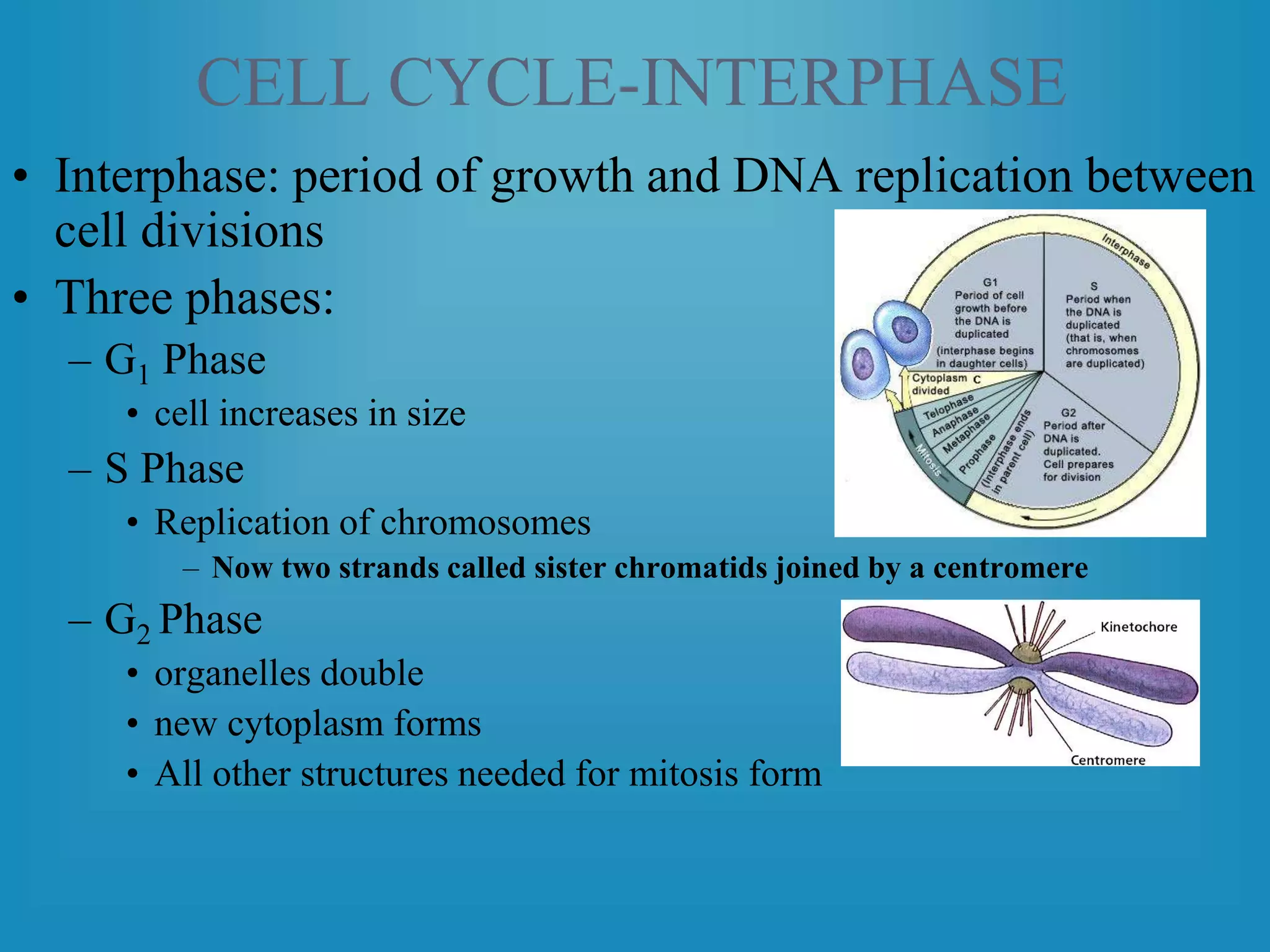 CELL CYCLE-INTERPHASE
• Interphase: period of growth and DNA replication between
cell divisions
• Three phases:
– G1 Phase
• cell increases in size
– S Phase
• Replication of chromosomes
– Now two strands called sister chromatids joined by a centromere
– G2 Phase
• organelles double
• new cytoplasm forms
• All other structures needed for mitosis form
 