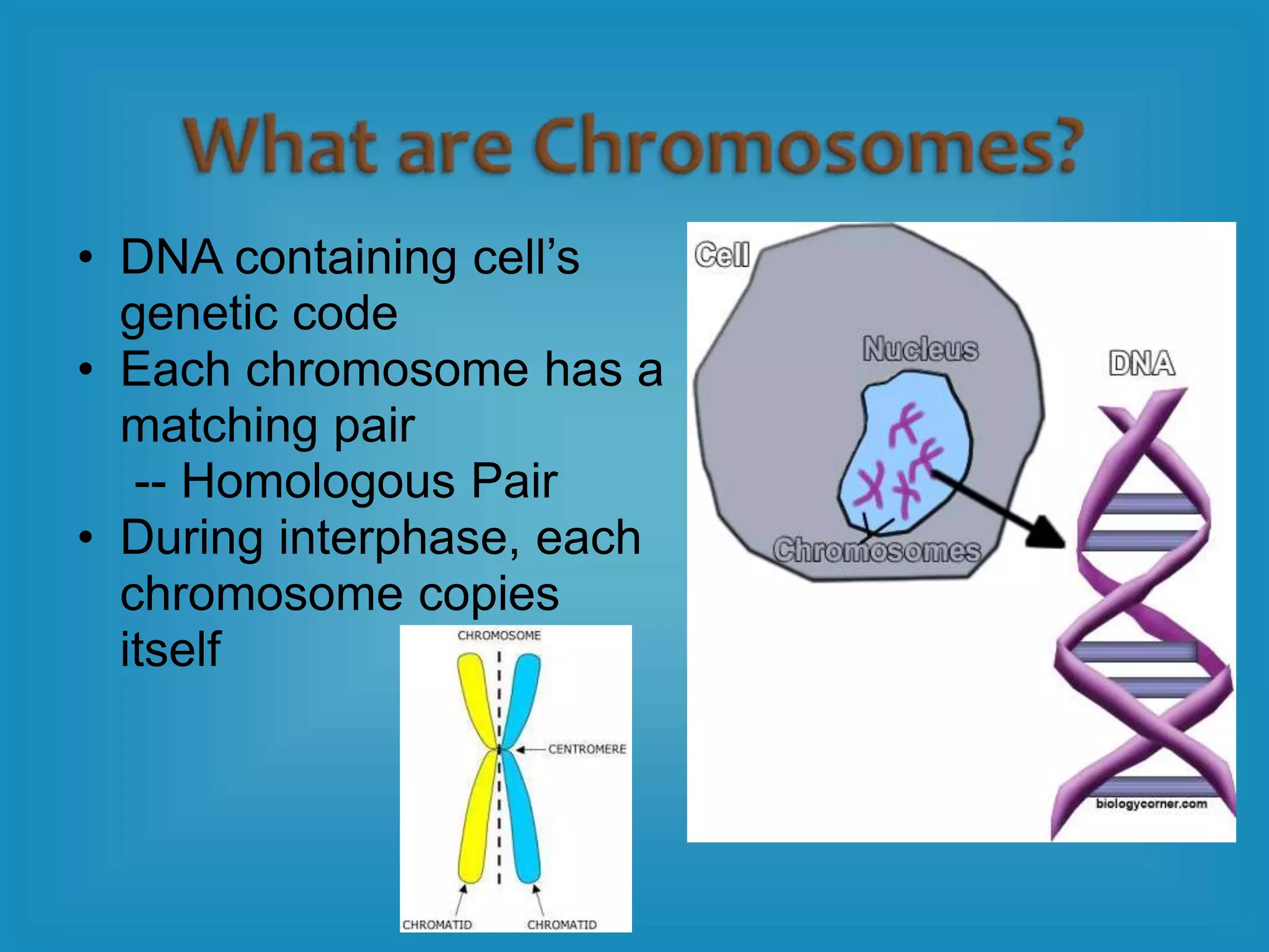 • DNA containing cell’s
genetic code
• Each chromosome has a
matching pair
-- Homologous Pair
• During interphase, each
chromosome copies
itself
 