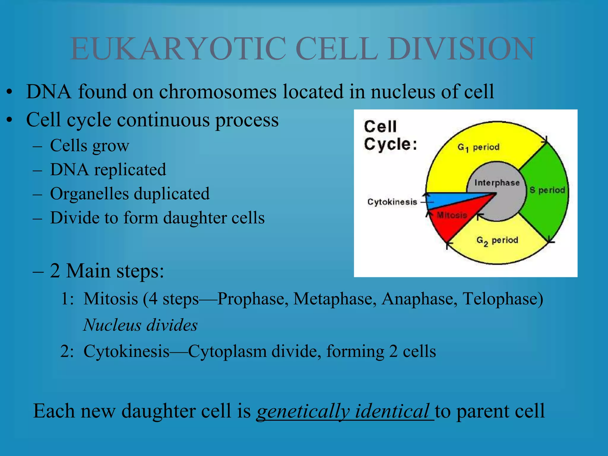EUKARYOTIC CELL DIVISION
• DNA found on chromosomes located in nucleus of cell
• Cell cycle continuous process
– Cells grow
– DNA replicated
– Organelles duplicated
– Divide to form daughter cells
– 2 Main steps:
1: Mitosis (4 steps—Prophase, Metaphase, Anaphase, Telophase)
Nucleus divides
2: Cytokinesis—Cytoplasm divide, forming 2 cells
Each new daughter cell is genetically identical to parent cell
 