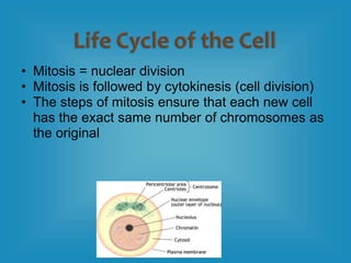 • Mitosis = nuclear division
• Mitosis is followed by cytokinesis (cell division)
• The steps of mitosis ensure that each new cell
has the exact same number of chromosomes as
the original
 