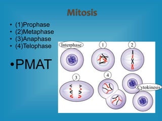• (1)Prophase
• (2)Metaphase
• (3)Anaphase
• (4)Telophase
•PMAT
Interphase 1 2
3 4
Cytokinesis
 