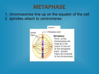 1. chromosomes line up on the equator of the cell
2. spindles attach to centromeres
Equator
 