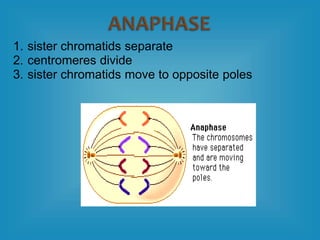 1. sister chromatids separate
2. centromeres divide
3. sister chromatids move to opposite poles
 