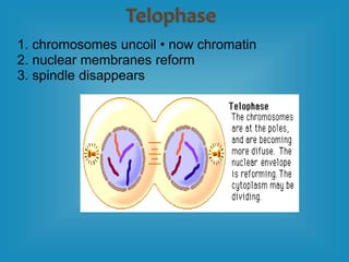 1. chromosomes uncoil • now chromatin
2. nuclear membranes reform
3. spindle disappears
 