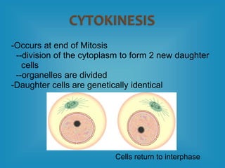 -Occurs at end of Mitosis
--division of the cytoplasm to form 2 new daughter
cells
--organelles are divided
-Daughter cells are genetically identical
Cells return to interphase
 