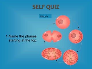 1.Name the phases
starting at the top.
Mitosis
 