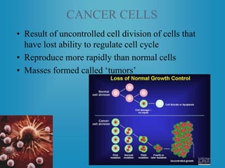 CANCER CELLS
• Result of uncontrolled cell division of cells that
have lost ability to regulate cell cycle
• Reproduce more rapidly than normal cells
• Masses formed called ‘tumors’
 