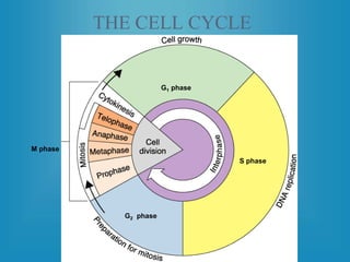 M phase
G2 phase
S phase
G1 phase
THE CELL CYCLE
 