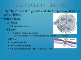 CELL CYCLE-INTERPHASE
• Interphase: period of growth and DNA replication between
cell divisions
• Three phases:
– G1 Phase
• cell increases in size
– S Phase
• Replication of chromosomes
– Now two strands called sister chromatids joined by a centromere
– G2 Phase
• organelles double
• new cytoplasm forms
• All other structures needed for mitosis form
 