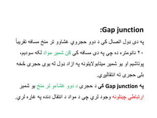 :Gap junction
ً‫ا‬‫تقریب‬ ‫مسافه‬ ‫منځ‬ ‫تر‬ ‫غشاوو‬ ‫حجروي‬ ‫دوو‬ ‫د‬ ‫کې‬ ‫اتصال‬ ‫ډول‬ ‫دې‬ ‫په‬
۲۰
‫کې‬ ‫مسافه‬ ‫دې‬ ‫...