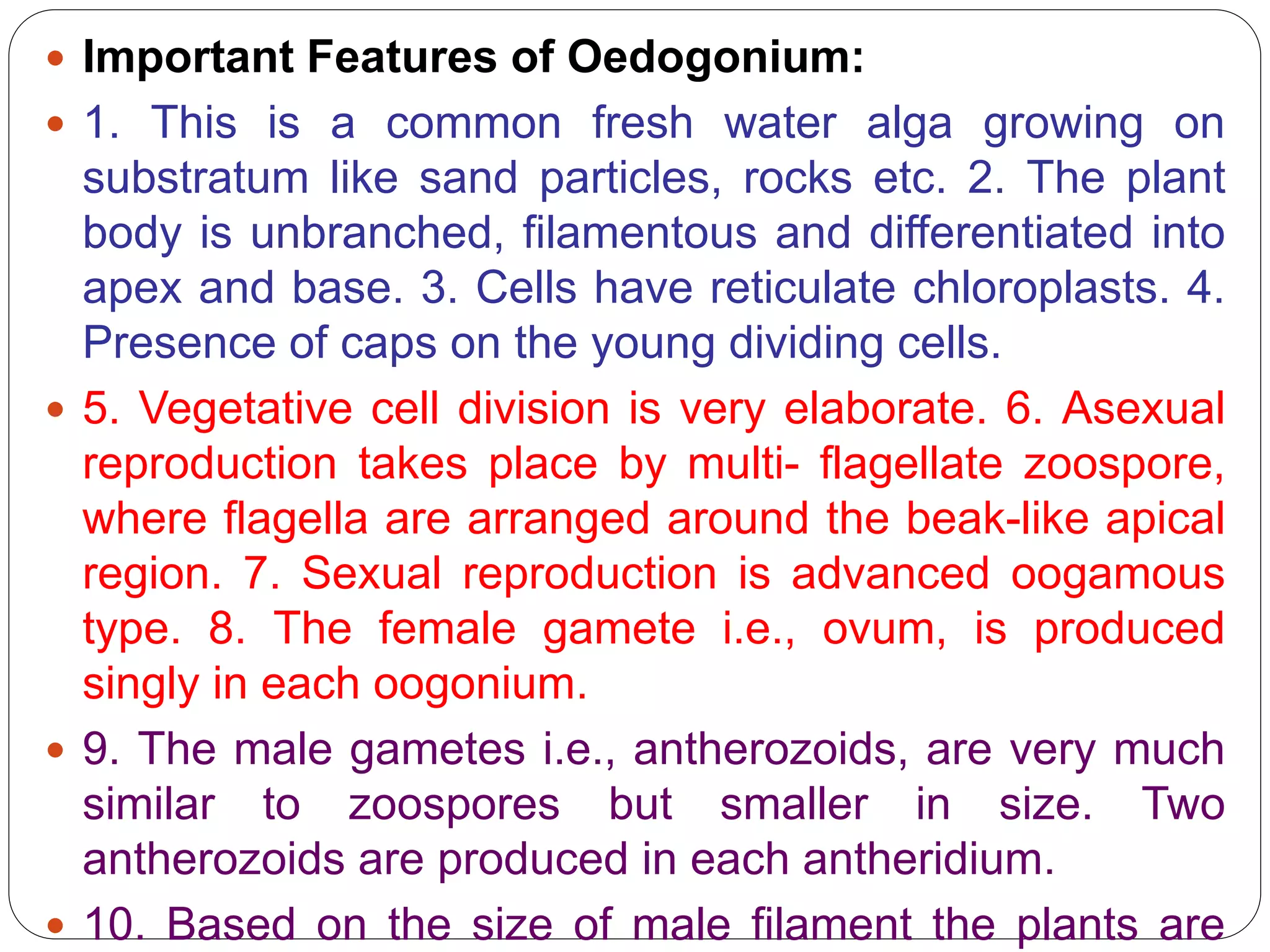  Important Features of Oedogonium:
 1. This is a common fresh water alga growing on
substratum like sand particles, rocks etc. 2. The plant
body is unbranched, filamentous and differentiated into
apex and base. 3. Cells have reticulate chloroplasts. 4.
Presence of caps on the young dividing cells.
 5. Vegetative cell division is very elaborate. 6. Asexual
reproduction takes place by multi- flagellate zoospore,
where flagella are arranged around the beak-like apical
region. 7. Sexual reproduction is advanced oogamous
type. 8. The female gamete i.e., ovum, is produced
singly in each oogonium.
 9. The male gametes i.e., antherozoids, are very much
similar to zoospores but smaller in size. Two
antherozoids are produced in each antheridium.
 10. Based on the size of male filament the plants are
 