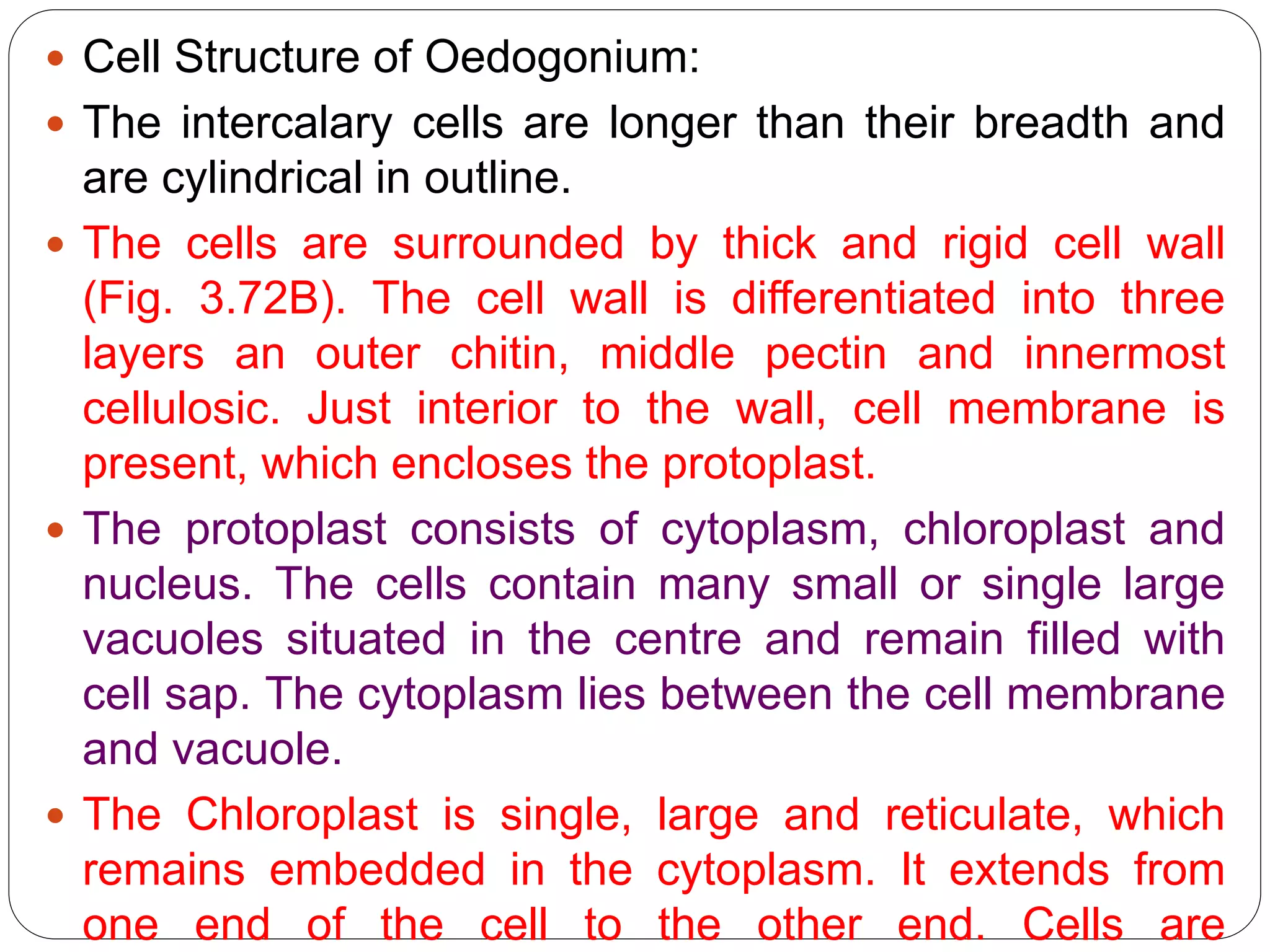  Cell Structure of Oedogonium:
 The intercalary cells are longer than their breadth and
are cylindrical in outline.
 The cells are surrounded by thick and rigid cell wall
(Fig. 3.72B). The cell wall is differentiated into three
layers an outer chitin, middle pectin and innermost
cellulosic. Just interior to the wall, cell membrane is
present, which encloses the protoplast.
 The protoplast consists of cytoplasm, chloroplast and
nucleus. The cells contain many small or single large
vacuoles situated in the centre and remain filled with
cell sap. The cytoplasm lies between the cell membrane
and vacuole.
 The Chloroplast is single, large and reticulate, which
remains embedded in the cytoplasm. It extends from
one end of the cell to the other end. Cells are
 