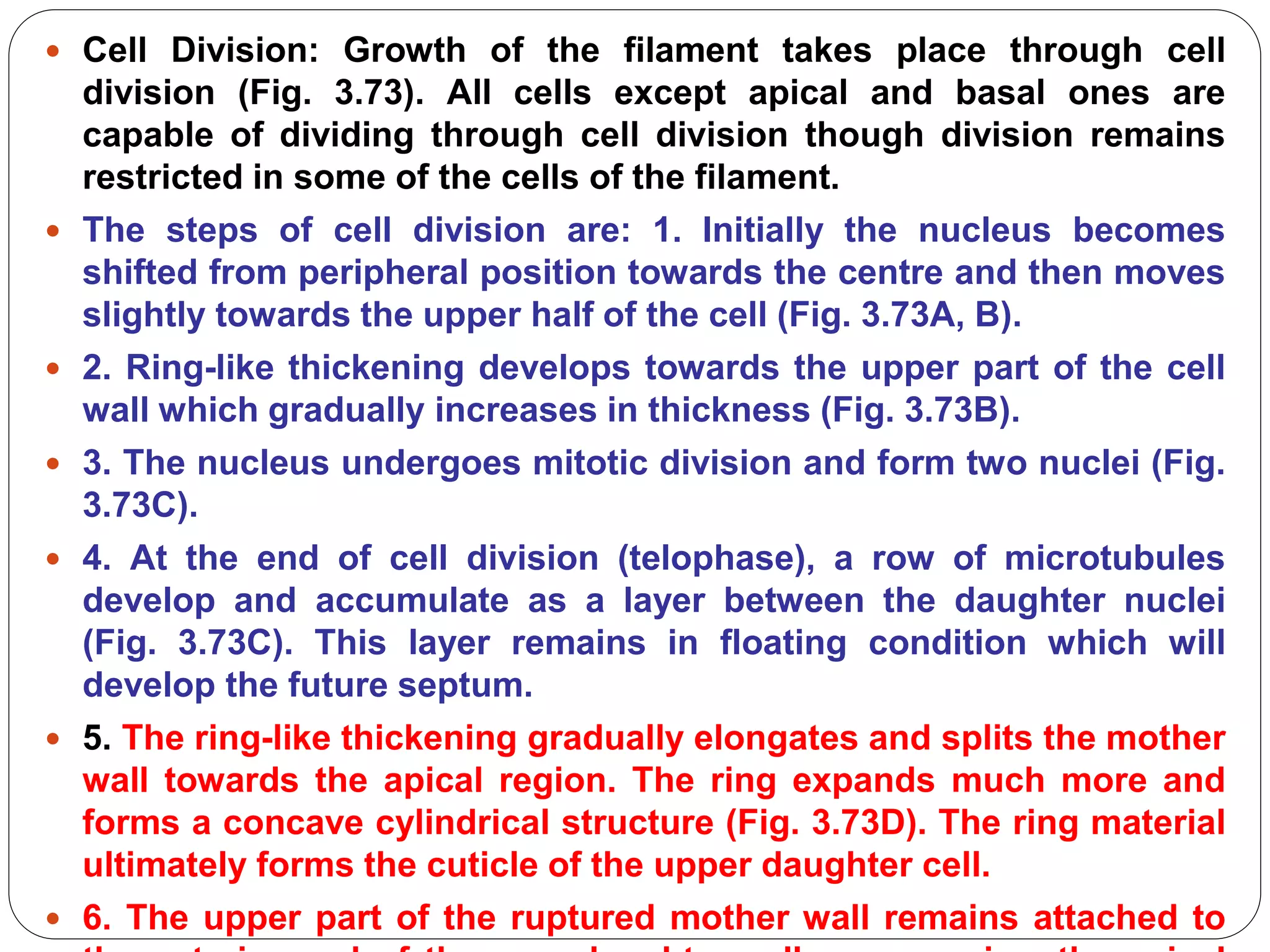  Cell Division: Growth of the filament takes place through cell
division (Fig. 3.73). All cells except apical and basal ones are
capable of dividing through cell division though division remains
restricted in some of the cells of the filament.
 The steps of cell division are: 1. Initially the nucleus becomes
shifted from peripheral position towards the centre and then moves
slightly towards the upper half of the cell (Fig. 3.73A, B).
 2. Ring-like thickening develops towards the upper part of the cell
wall which gradually increases in thickness (Fig. 3.73B).
 3. The nucleus undergoes mitotic division and form two nuclei (Fig.
3.73C).
 4. At the end of cell division (telophase), a row of microtubules
develop and accumulate as a layer between the daughter nuclei
(Fig. 3.73C). This layer remains in floating condition which will
develop the future septum.
 5. The ring-like thickening gradually elongates and splits the mother
wall towards the apical region. The ring expands much more and
forms a concave cylindrical structure (Fig. 3.73D). The ring material
ultimately forms the cuticle of the upper daughter cell.
 6. The upper part of the ruptured mother wall remains attached to
 