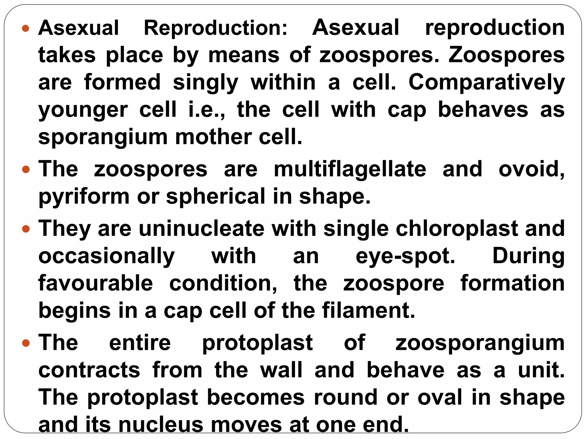  Asexual Reproduction: Asexual reproduction
takes place by means of zoospores. Zoospores
are formed singly within a cell. Comparatively
younger cell i.e., the cell with cap behaves as
sporangium mother cell.
 The zoospores are multiflagellate and ovoid,
pyriform or spherical in shape.
 They are uninucleate with single chloroplast and
occasionally with an eye-spot. During
favourable condition, the zoospore formation
begins in a cap cell of the filament.
 The entire protoplast of zoosporangium
contracts from the wall and behave as a unit.
The protoplast becomes round or oval in shape
and its nucleus moves at one end.
 