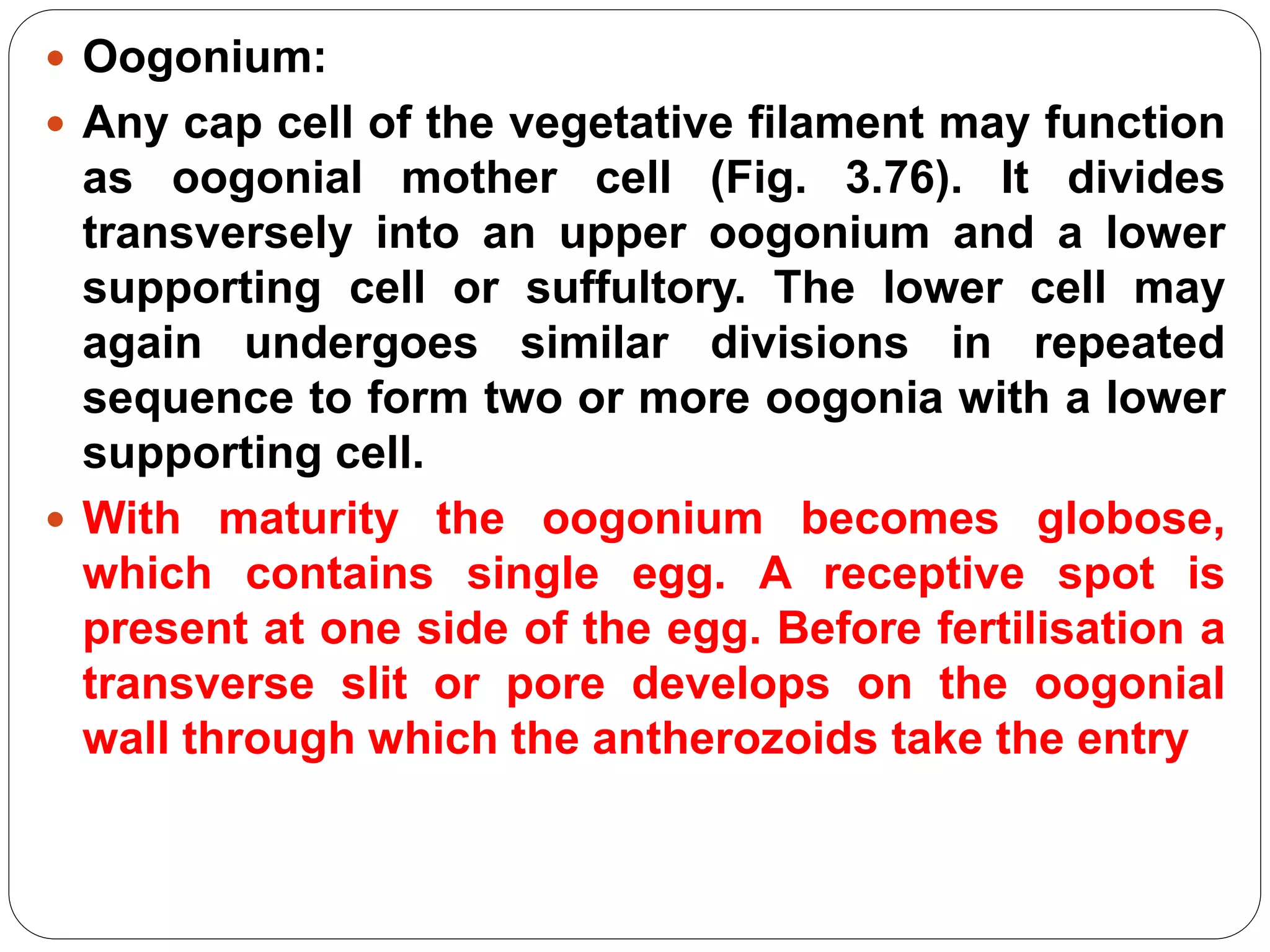  Oogonium:
 Any cap cell of the vegetative filament may function
as oogonial mother cell (Fig. 3.76). It divides
transversely into an upper oogonium and a lower
supporting cell or suffultory. The lower cell may
again undergoes similar divisions in repeated
sequence to form two or more oogonia with a lower
supporting cell.
 With maturity the oogonium becomes globose,
which contains single egg. A receptive spot is
present at one side of the egg. Before fertilisation a
transverse slit or pore develops on the oogonial
wall through which the antherozoids take the entry
 