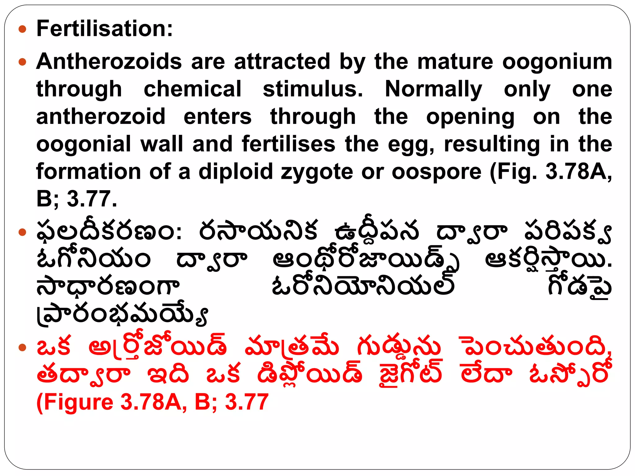  Fertilisation:
 Antherozoids are attracted by the mature oogonium
through chemical stimulus. Normally only one
antherozoid enters through the opening on the
oogonial wall and fertilises the egg, resulting in the
formation of a diploid zygote or oospore (Fig. 3.78A,
B; 3.77.
 ఫలదీక్రణం: రసాయనిక్ ఉదీెరన దావ ర్మ రరిరక్వ
ఓగోనియం దావ ర్మ ఆంథోరోజాయిడ్ు ఆక్రిిస్
సా
ి యి.
సాధారణంగా ఓరోనియోనియల్ గోడపై
గ్రరరంభమయ్యే
 ఒక్ అస్ట్రోిజోయిడ్ మాగ్రత్మే గుడుాను పెంచుతుంది,
త్దావ ర్మ ఇది ఒక్ డిపో
ి యిడ్ జైగోట్ లేదా ఓస్పప రో
(Figure 3.78A, B; 3.77
 