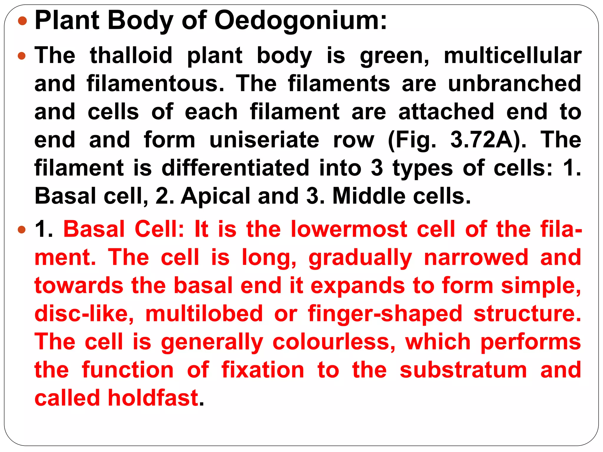  Plant Body of Oedogonium:
 The thalloid plant body is green, multicellular
and filamentous. The filaments are unbranched
and cells of each filament are attached end to
end and form uniseriate row (Fig. 3.72A). The
filament is differentiated into 3 types of cells: 1.
Basal cell, 2. Apical and 3. Middle cells.
 1. Basal Cell: It is the lowermost cell of the fila-
ment. The cell is long, gradually narrowed and
towards the basal end it expands to form simple,
disc-like, multilobed or finger-shaped structure.
The cell is generally colourless, which performs
the function of fixation to the substratum and
called holdfast.
 