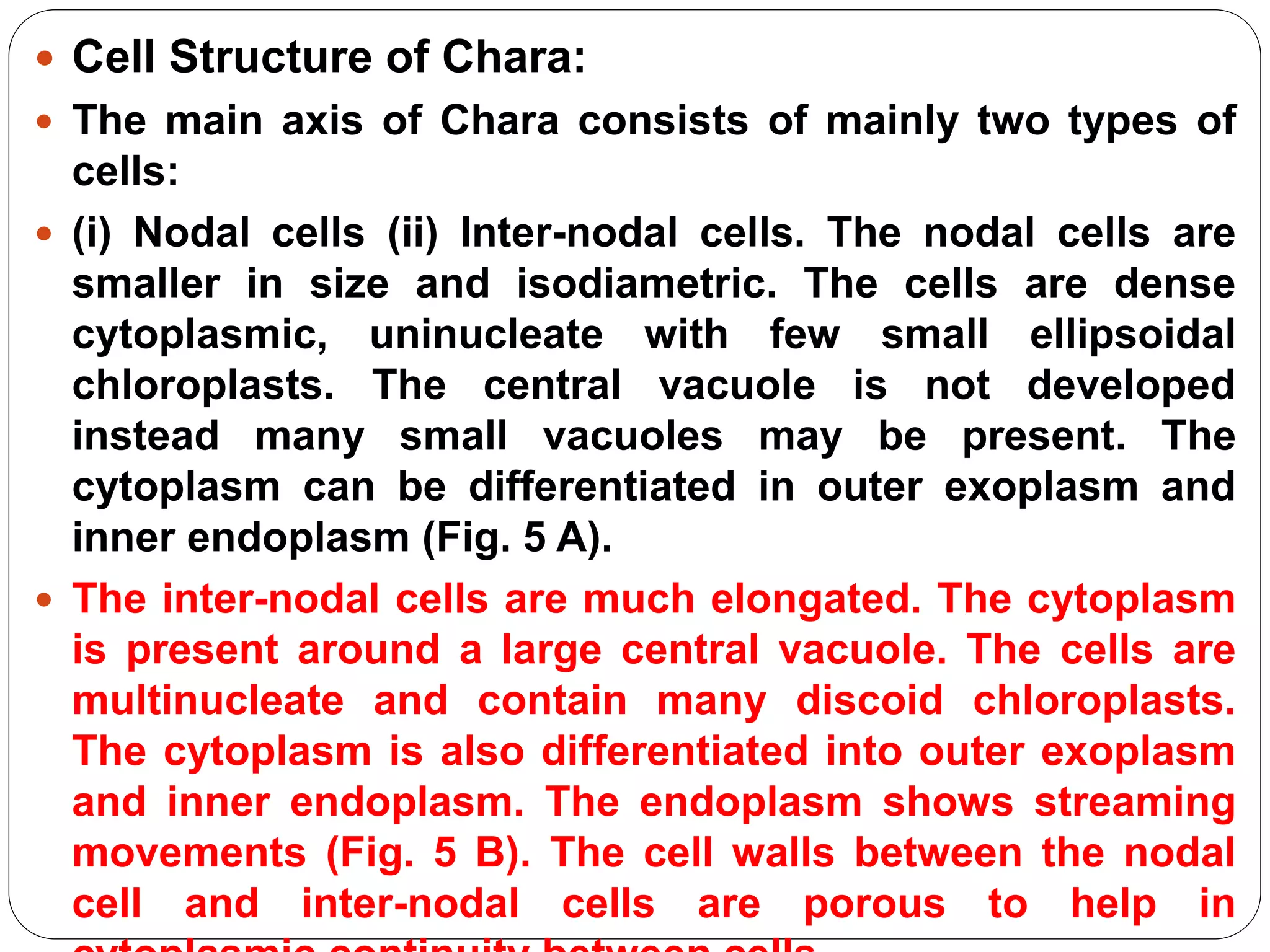  Cell Structure of Chara:
 The main axis of Chara consists of mainly two types of
cells:
 (i) Nodal cells (ii) Inter-nodal cells. The nodal cells are
smaller in size and isodiametric. The cells are dense
cytoplasmic, uninucleate with few small ellipsoidal
chloroplasts. The central vacuole is not developed
instead many small vacuoles may be present. The
cytoplasm can be differentiated in outer exoplasm and
inner endoplasm (Fig. 5 A).
 The inter-nodal cells are much elongated. The cytoplasm
is present around a large central vacuole. The cells are
multinucleate and contain many discoid chloroplasts.
The cytoplasm is also differentiated into outer exoplasm
and inner endoplasm. The endoplasm shows streaming
movements (Fig. 5 B). The cell walls between the nodal
cell and inter-nodal cells are porous to help in
 