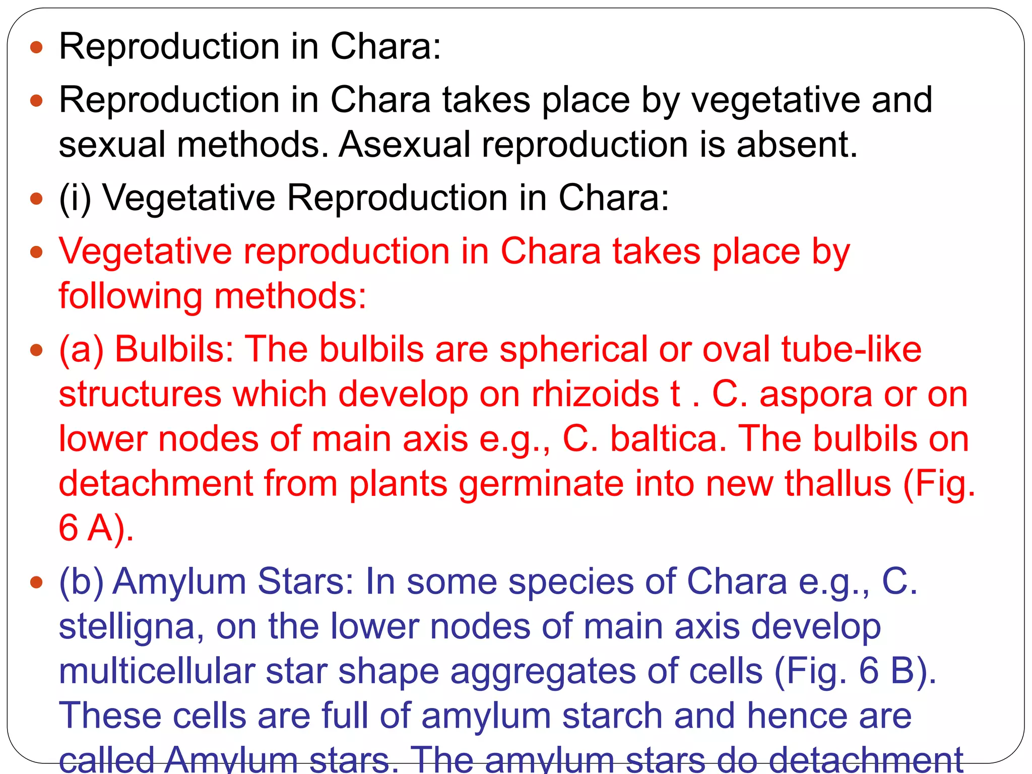  Reproduction in Chara:
 Reproduction in Chara takes place by vegetative and
sexual methods. Asexual reproduction is absent.
 (i) Vegetative Reproduction in Chara:
 Vegetative reproduction in Chara takes place by
following methods:
 (a) Bulbils: The bulbils are spherical or oval tube-like
structures which develop on rhizoids t . C. aspora or on
lower nodes of main axis e.g., C. baltica. The bulbils on
detachment from plants germinate into new thallus (Fig.
6 A).
 (b) Amylum Stars: In some species of Chara e.g., C.
stelligna, on the lower nodes of main axis develop
multicellular star shape aggregates of cells (Fig. 6 B).
These cells are full of amylum starch and hence are
called Amylum stars. The amylum stars do detachment
 