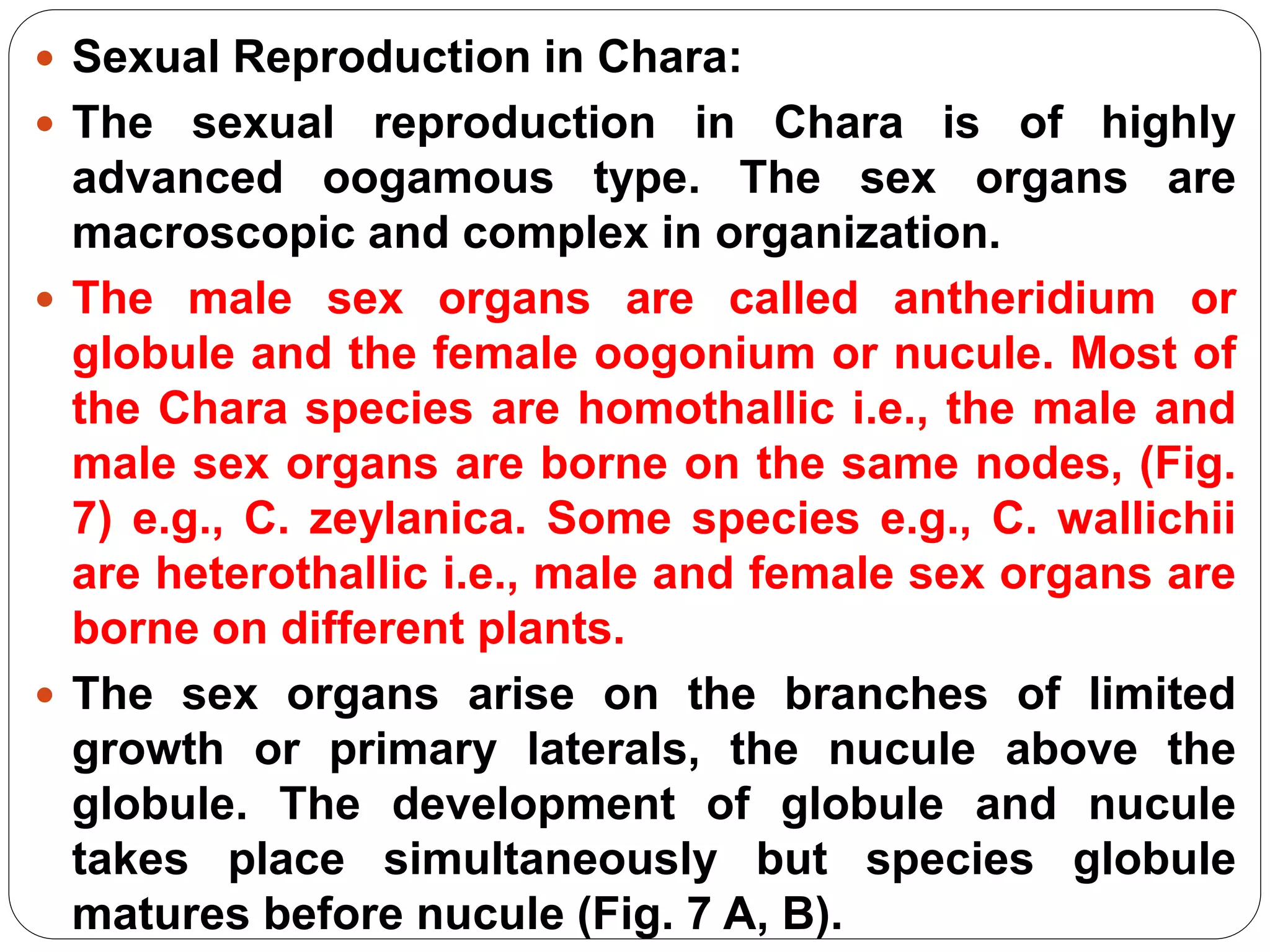  Sexual Reproduction in Chara:
 The sexual reproduction in Chara is of highly
advanced oogamous type. The sex organs are
macroscopic and complex in organization.
 The male sex organs are called antheridium or
globule and the female oogonium or nucule. Most of
the Chara species are homothallic i.e., the male and
male sex organs are borne on the same nodes, (Fig.
7) e.g., C. zeylanica. Some species e.g., C. wallichii
are heterothallic i.e., male and female sex organs are
borne on different plants.
 The sex organs arise on the branches of limited
growth or primary laterals, the nucule above the
globule. The development of globule and nucule
takes place simultaneously but species globule
matures before nucule (Fig. 7 A, B).
 