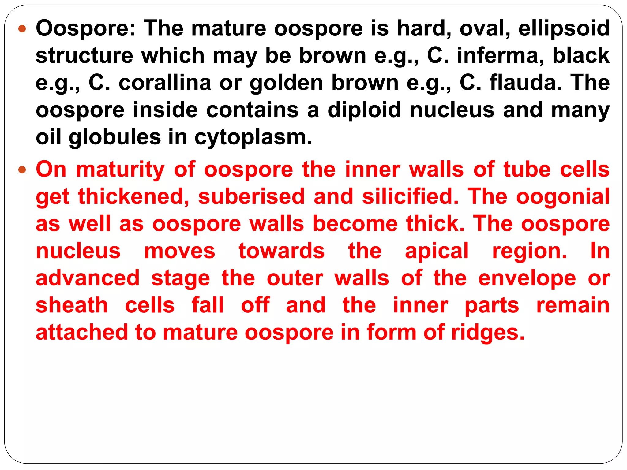  Oospore: The mature oospore is hard, oval, ellipsoid
structure which may be brown e.g., C. inferma, black
e.g., C. corallina or golden brown e.g., C. flauda. The
oospore inside contains a diploid nucleus and many
oil globules in cytoplasm.
 On maturity of oospore the inner walls of tube cells
get thickened, suberised and silicified. The oogonial
as well as oospore walls become thick. The oospore
nucleus moves towards the apical region. In
advanced stage the outer walls of the envelope or
sheath cells fall off and the inner parts remain
attached to mature oospore in form of ridges.
 
