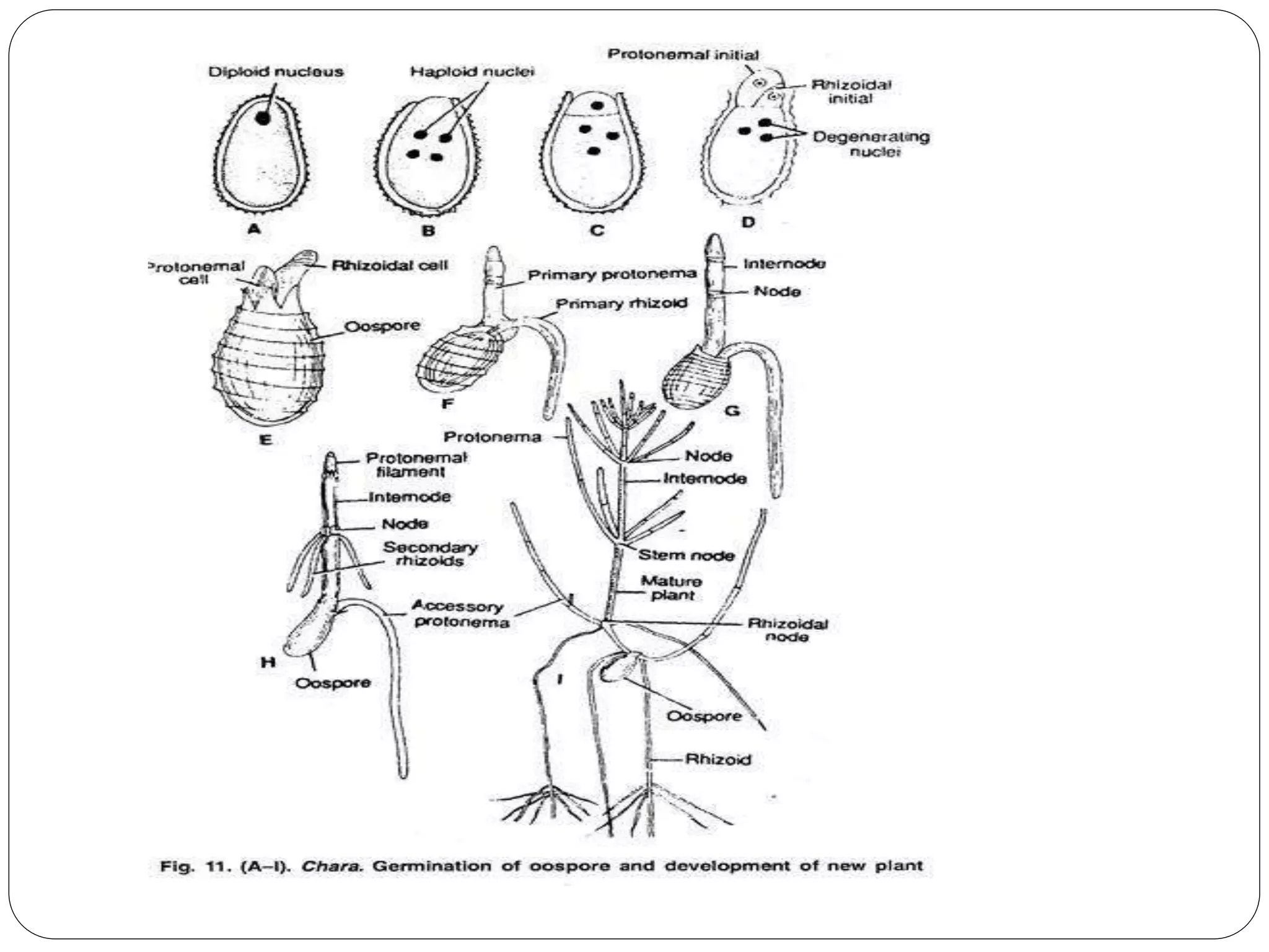 5 . Oedogonium & Chara. Dr. Thirunahari Uagandhar ppt