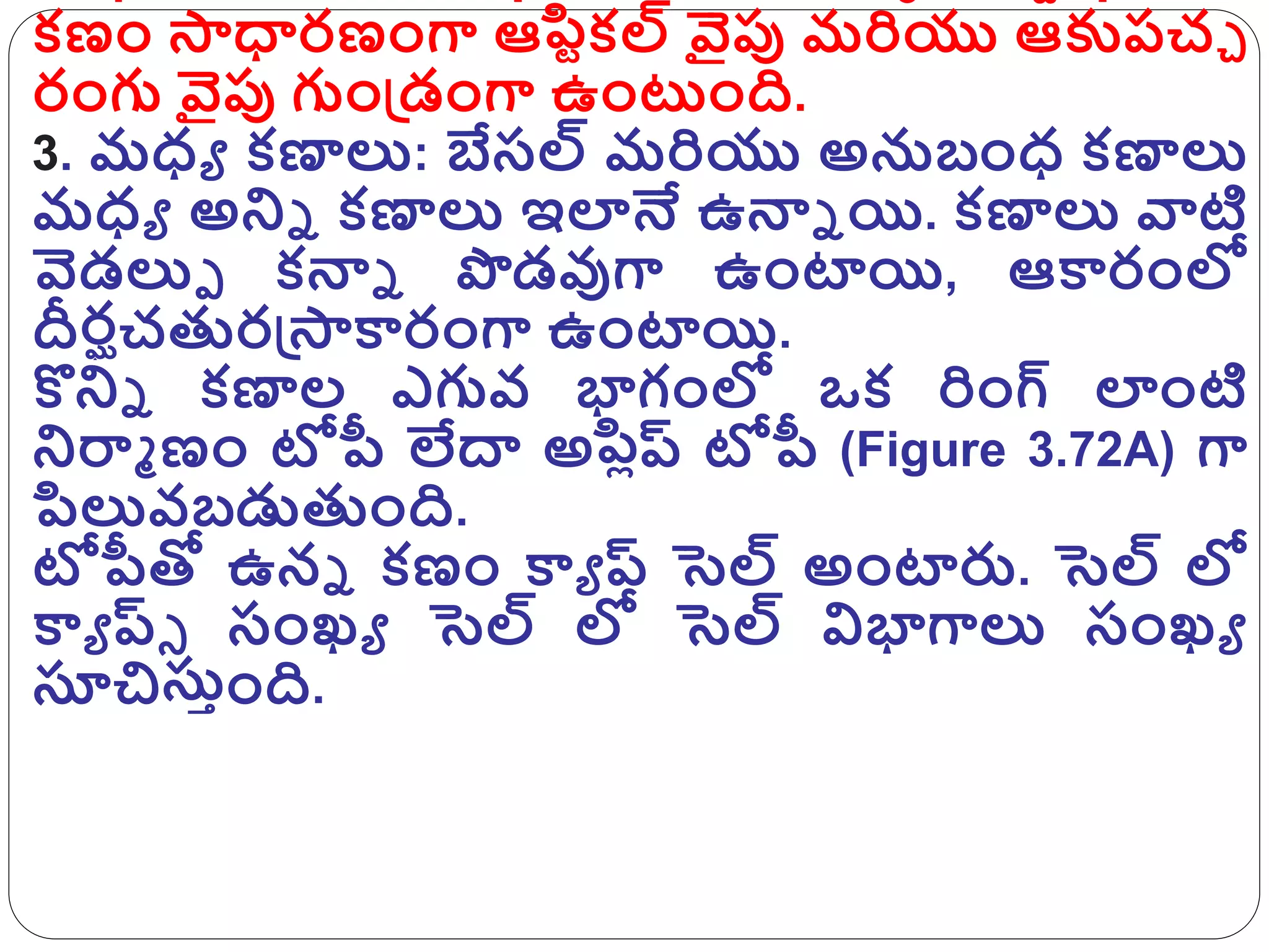 క్ణం సాధారణంగా ఆపిుక్ల్ వైపు మరియు ఆక్కరచచ
రంగు వైపు గుంగ్రడంగా ఉంట్టంది.
3. మధ్ే క్ణాలు: బేసల్ మరియు అనుబంధ్ క్ణాలు
మధ్ే అనిా క్ణాలు ఇలానే ఉన్నా యి. క్ణాలు వాటి
వెడలుప క్న్నా పడవుగా ఉంటాయి, ఆకారంలో
దీరఘచతురగ్రసాకారంగా ఉంటాయి.
కొనిా క్ణాల ఎగువ భాగంలో ఒక్ రింగ్ లాంటి
నిర్మా ణం టోపీ లేదా అపిిప్ టోపీ (Figure 3.72A) గా
పిలువబడుతుంది.
టోపీతో ఉనా క్ణం కాే ప్ సెల్ అంటారు. సెల్ లో
కాే ప్ు సంఖే సెల్ లో సెల్ విభాగాలు సంఖే
సూచిసుింది.
 