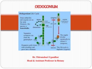 Dr. Thirunahari Ugandhar
Head & Assistant Professor in Botany
OEDOGONIUM
 
