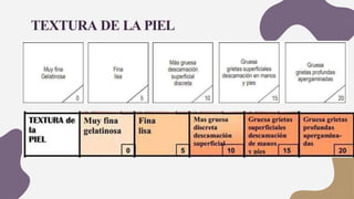 TEXTURA DE LA PIEL
 