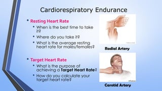 Cardiorespiratory Endurance
• Resting Heart Rate
• When is the best time to take
it?
• Where do you take it?
• What is the average resting
heart rate for males/females?
• Target Heart Rate
• What is the purpose of
achieving a Target Heart Rate?
• How do you calculate your
target heart rate?
Radial Artery
Carotid Artery
 