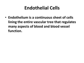 Endothelial Cells
• Endothelium is a continuous sheet of cells
lining the entire vascular tree that regulates
many aspects of blood and blood vessel
function.
 