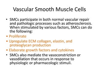 Vascular Smooth Muscle Cells
• SMCs participate in both normal vascular repair
and pathologic processes such as atherosclerosis.
When stimulated by various factors, SMCs can do
the following:
• Proliferate
• Upregulate ECM collagen, elastin, and
proteoglycan production
• Elaborate growth factors and cytokines
• SMCs also mediate the vasoconstriction or
vasodilation that occurs in response to
physiologic or pharmacologic stimuli.
 