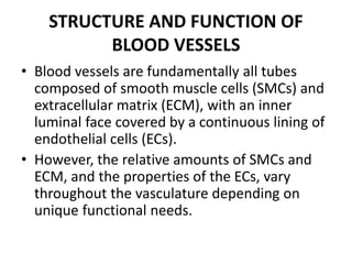STRUCTURE AND FUNCTION OF
BLOOD VESSELS
• Blood vessels are fundamentally all tubes
composed of smooth muscle cells (SMCs) and
extracellular matrix (ECM), with an inner
luminal face covered by a continuous lining of
endothelial cells (ECs).
• However, the relative amounts of SMCs and
ECM, and the properties of the ECs, vary
throughout the vasculature depending on
unique functional needs.
 