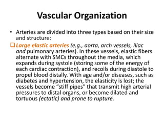 Vascular Organization
• Arteries are divided into three types based on their size
and structure:
Large elastic arteries (e.g., aorta, arch vessels, iliac
and pulmonary arteries). In these vessels, elastic fibers
alternate with SMCs throughout the media, which
expands during systole (storing some of the energy of
each cardiac contraction), and recoils during diastole to
propel blood distally. With age and/or diseases, such as
diabetes and hypertension, the elasticity is lost; the
vessels become “stiff pipes” that transmit high arterial
pressures to distal organs, or become dilated and
tortuous (ectatic) and prone to rupture.
 