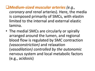Medium-sized muscular arteries (e.g.,
coronary and renal arteries). Here, the media
is composed primarily of SMCs, with elastin
limited to the internal and external elastic
lamina.
• The medial SMCs are circularly or spirally
arranged around the lumen, and regional
blood flow is regulated by SMC contraction
(vasoconstriction) and relaxation
(vasodilation) controlled by the autonomic
nervous system and local metabolic factors
(e.g., acidosis)
 