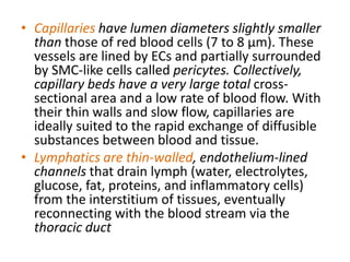 • Capillaries have lumen diameters slightly smaller
than those of red blood cells (7 to 8 μm). These
vessels are lined by ECs and partially surrounded
by SMC-like cells called pericytes. Collectively,
capillary beds have a very large total cross-
sectional area and a low rate of blood flow. With
their thin walls and slow flow, capillaries are
ideally suited to the rapid exchange of diffusible
substances between blood and tissue.
• Lymphatics are thin-walled, endothelium-lined
channels that drain lymph (water, electrolytes,
glucose, fat, proteins, and inflammatory cells)
from the interstitium of tissues, eventually
reconnecting with the blood stream via the
thoracic duct
 