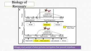 Biology of
Recovery
Minggu awal sampai 2 bulan pertama merupakan fase puncak terjadinya
neuroplastisitas
 