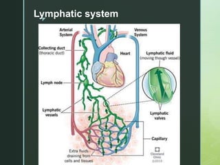 z
Lymphatic system
 