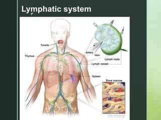 z
Lymphatic system
 