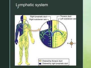 z
Lymphatic system
 