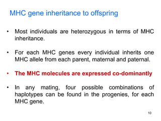 MHC gene inheritance to offspring
• Most individuals are heterozygous in terms of MHC
inheritance.
• For each MHC genes every individual inherits one
MHC allele from each parent, maternal and paternal.
• The MHC molecules are expressed co-dominantly
• In any mating, four possible combinations of
haplotypes can be found in the progenies, for each
MHC gene.
10
 