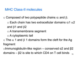 MHC Class-II molecules
o Composed of two polypeptide chains  and .
o Each chain has two extracellular domains 1 2
and 1 and 2
o A transmembrane segment
o A cytoplasmic tail
o The  1 and  1 domains form the cleft for the Ag
fragment
oImmunoglobulin-like region – conserved α2 and β2
domains – β2 is site to which CD4 on T cell binds 15
 