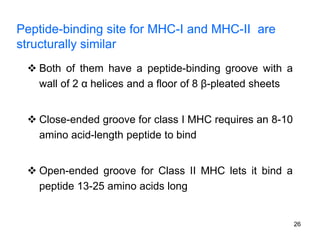  Both of them have a peptide-binding groove with a
wall of 2 α helices and a floor of 8 β-pleated sheets
 Close-ended groove for class I MHC requires an 8-10
amino acid-length peptide to bind
 Open-ended groove for Class II MHC lets it bind a
peptide 13-25 amino acids long
Peptide-binding site for MHC-I and MHC-II are
structurally similar
26
 