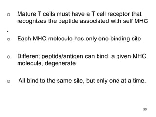 o Mature T cells must have a T cell receptor that
recognizes the peptide associated with self MHC
.
o Each MHC molecule has only one binding site
o Different peptide/antigen can bind a given MHC
molecule, degenerate
o All bind to the same site, but only one at a time.
30
 