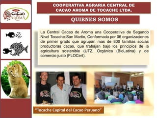 QUIENES SOMOS
La Central Cacao de Aroma una Cooperativa de Segundo
Nivel Tocache-San Martin, Conformada por 06 organizaciones
de primer grado que agrupan mas de 800 familias socias
productoras cacao, que trabajan bajo los principios de la
agricultura sostenible (UTZ, Orgánica (BioLatina) y de
comercio justo (FLOCert).
“Tocache Capital del Cacao Peruano”
COOPERATIVA AGRARIA CENTRAL DE
CACAO AROMA DE TOCACHE LTDA.
 
