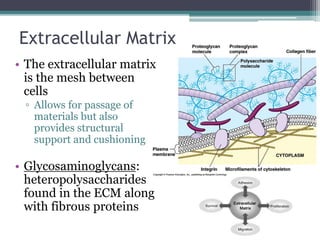 5. Carbohydrates and Glycobiology.pptx