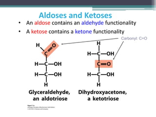 5 Carbohydrates And Glycobiology pptx 5-carbohydrates-and-glycobiology-pptx