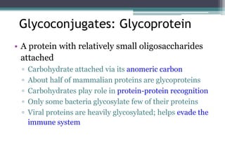 5. Carbohydrates and Glycobiology.pptx