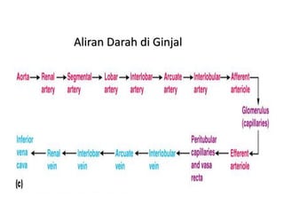 Aliran Darah di Ginjal
 