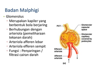 Badan Malphigi
• Glomerolus
▫ Merupakan kapiler yang
berbentuk bola berjaring
▫ Berhubungan dengan
arteriola (pemeliharaan
tekanan darah)
▫ Arteriola afferen lebar
▫ Arteriola efferen sempit
▫ Fungsi : Penyaringan /
filtrasi cairan darah
 